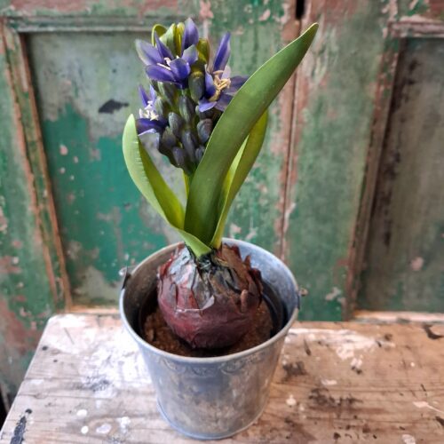 Hyacint blå i potte med løg – sød forårsblomst