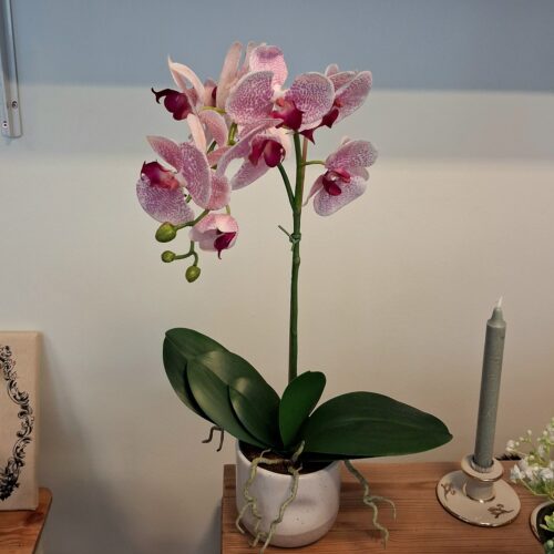 Stor Orkidé rosa/pink med flotte blomster