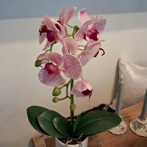 Stor Orkidé rosa/pink med flotte blomster