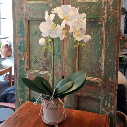 Stor Orkidé hvid med flotte blomster