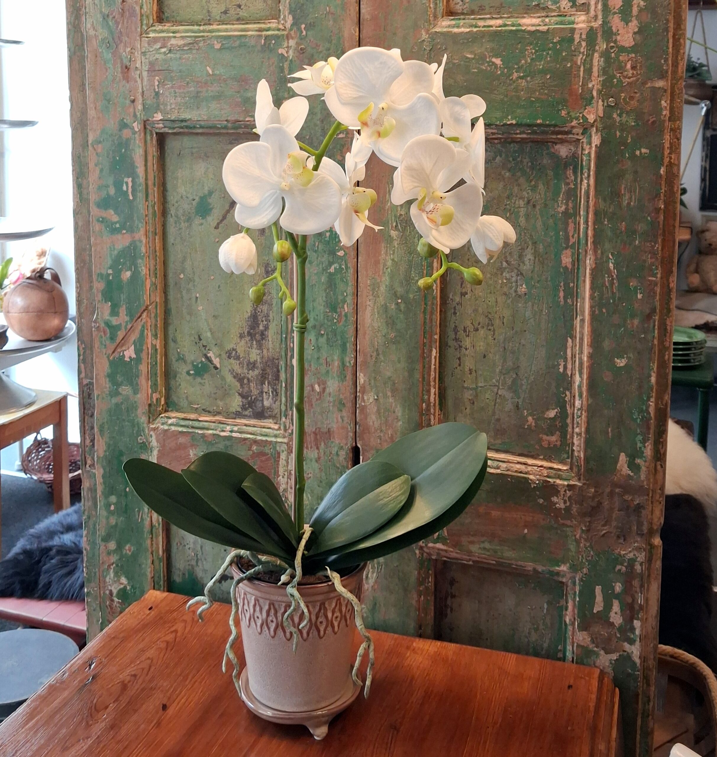 Stor Orkide hvid med flotte blomster