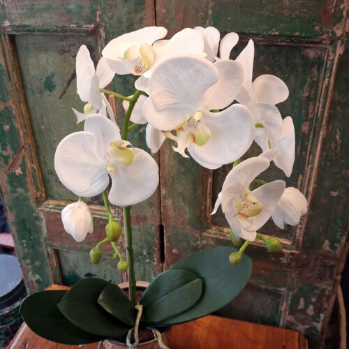 Stor Orkidé hvid med flotte blomster