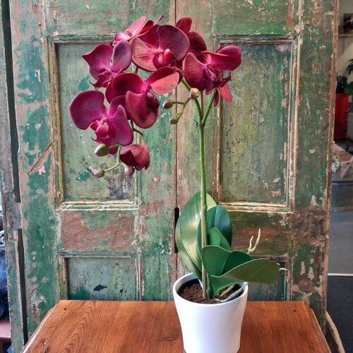 Stor Orkidé cerise med flotte blomster
