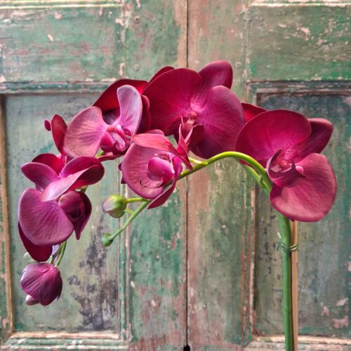 Stor Orkidé cerise med flotte blomster