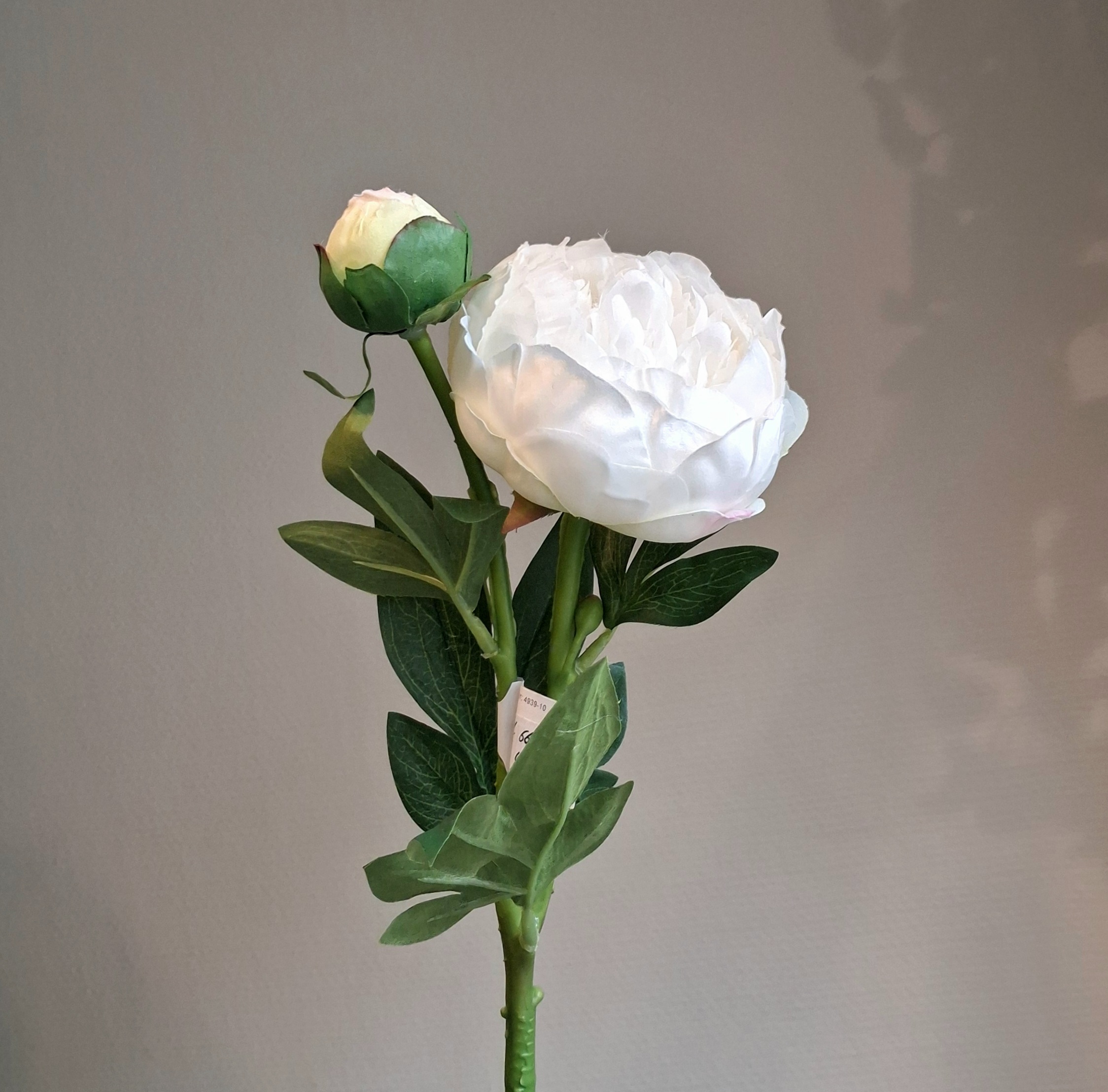 Smuk hvid Pæon med ekstra knop