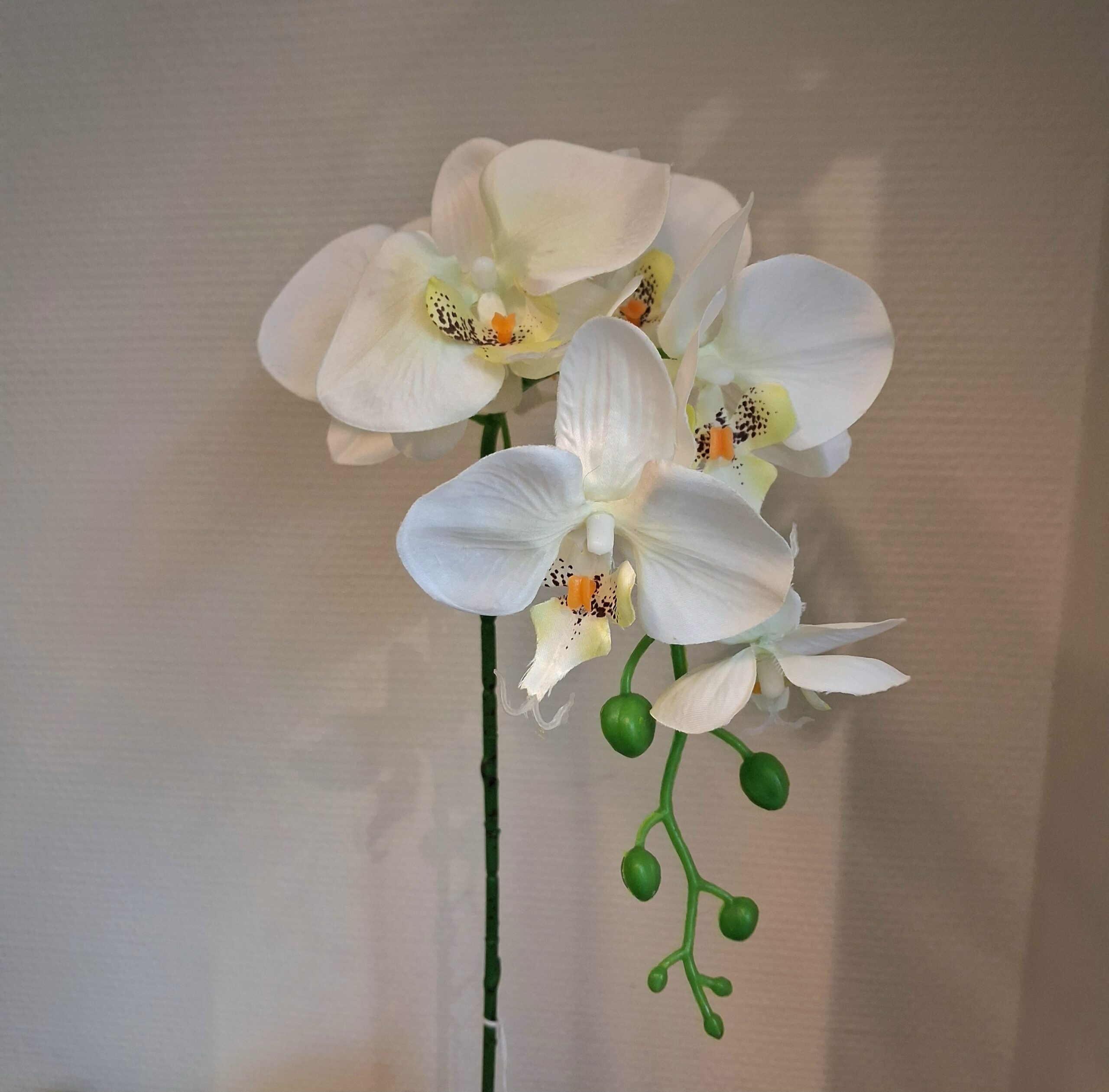 Orkide stilk - stor amuk hvid
