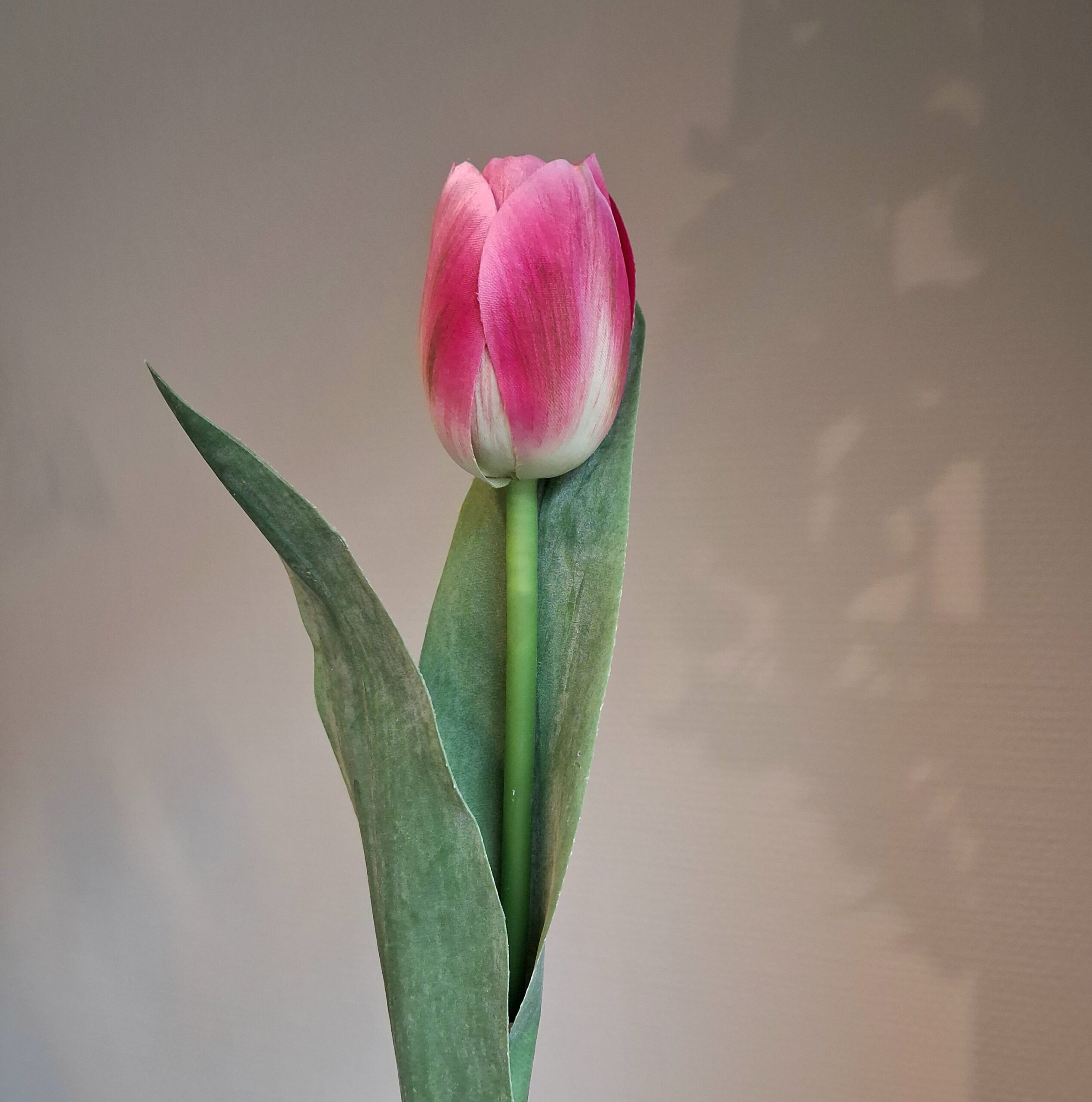 Smuk mørk rosa Tulipan