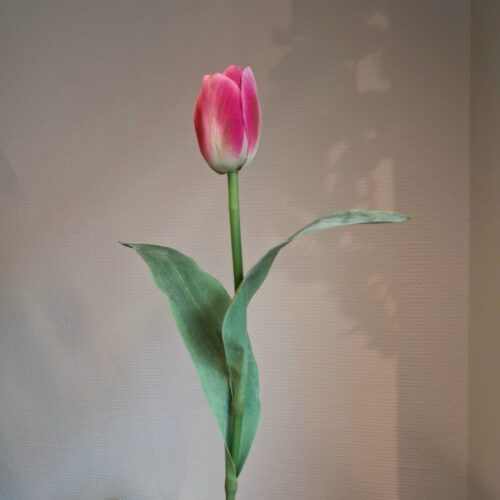 Smuk mørk rosa Tulipan – fin og enkel