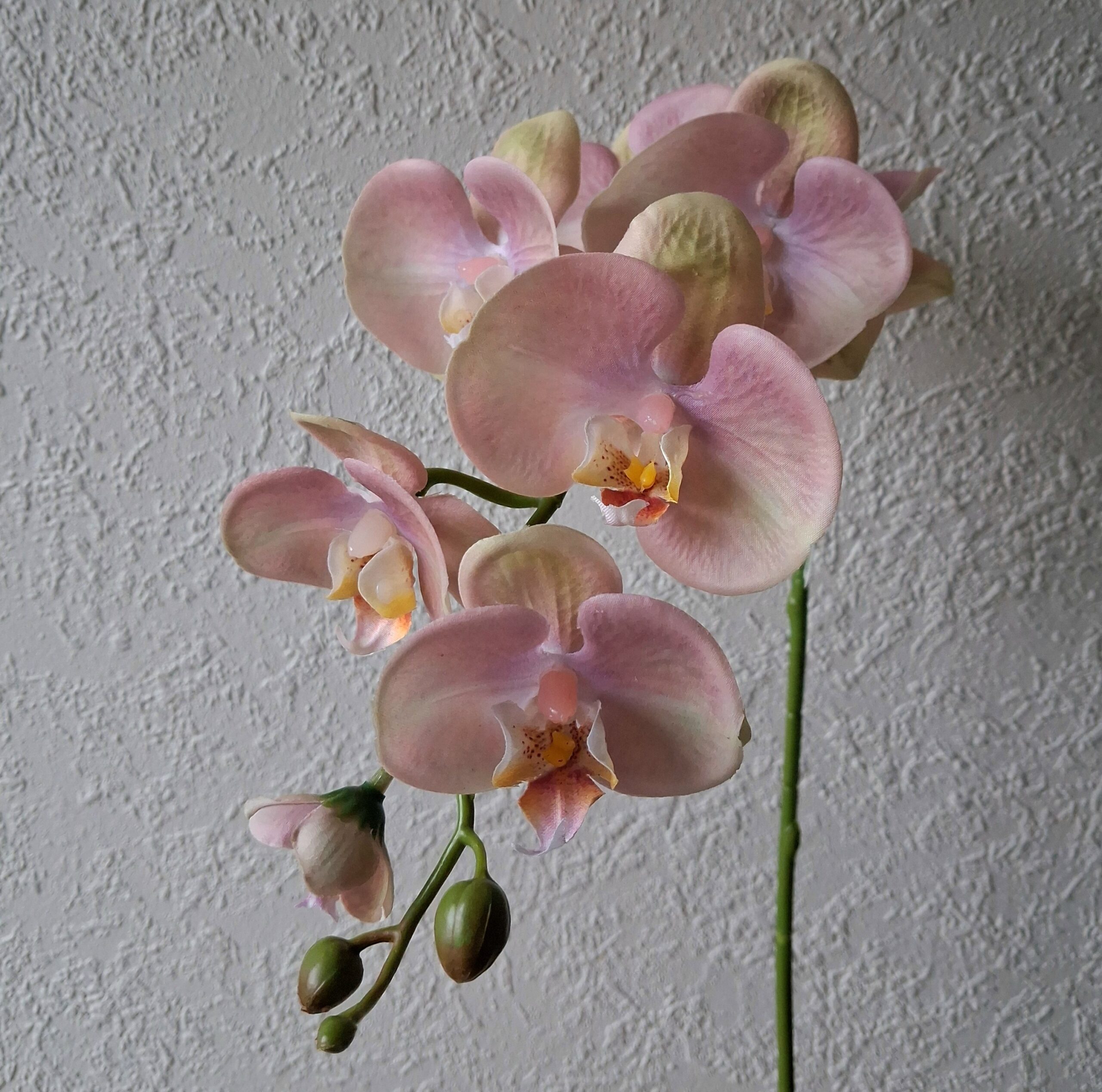 Orkide stilk smuk gammelrosa