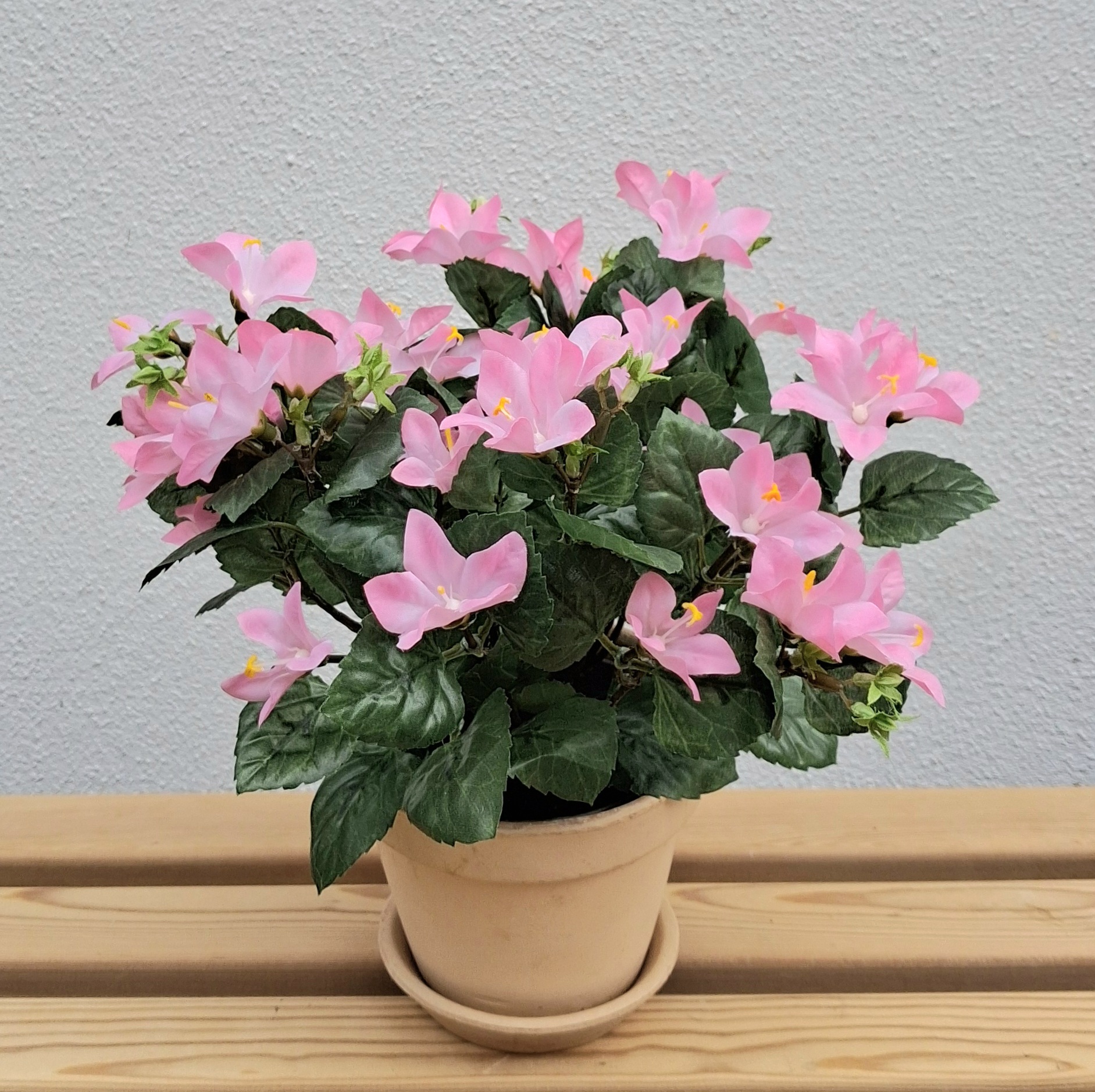 Sød rosa Krybeklokke / Campanula i potte