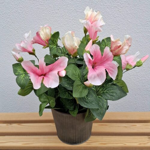 Flot lyserød Petunia i potte – virkelig dekorativ