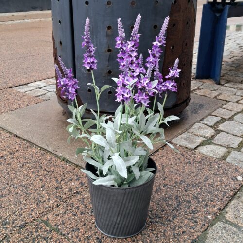 Smuk lilla Veronica i potte – virkelig dekorativ