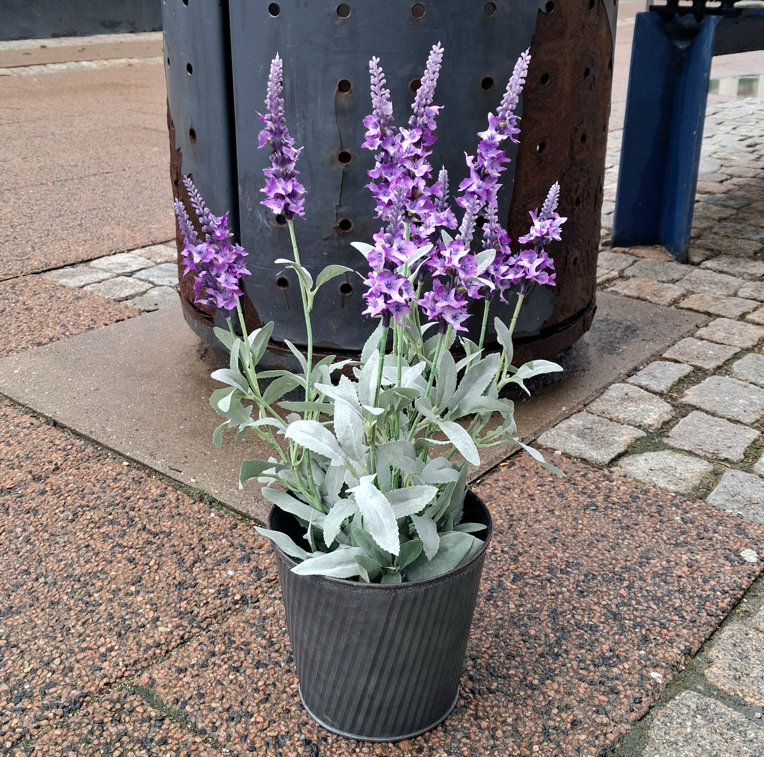 Smuk lilla Veronica i potte
