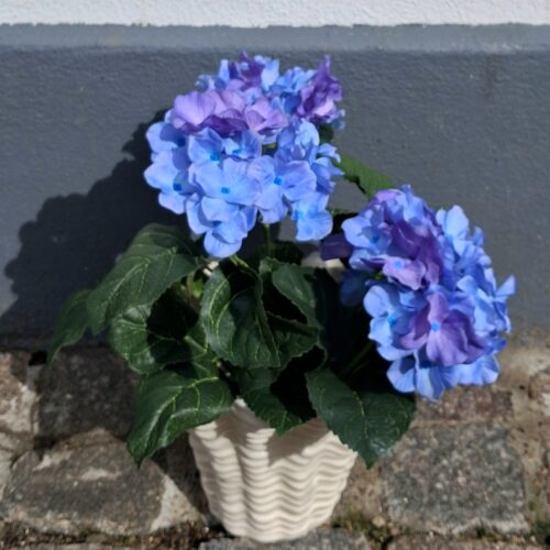 Fin blå Hortensia i potte – virkelig dekorativ
