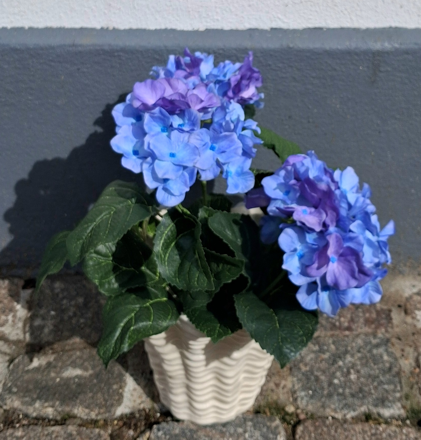 Fin blå Hortensia i potte