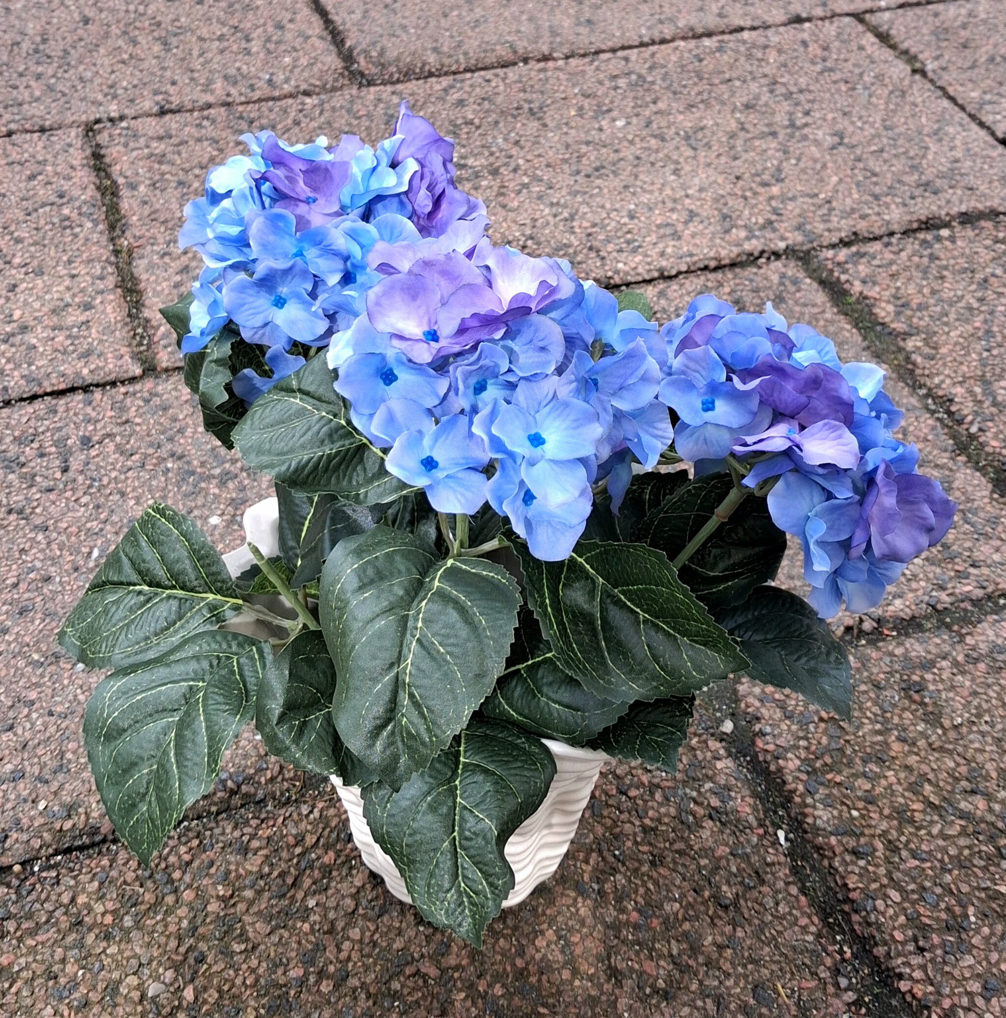 Fin blå Hortensia i potte