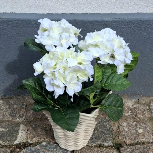 Fin hvid Hortensia i potte – virkelig dekorativ