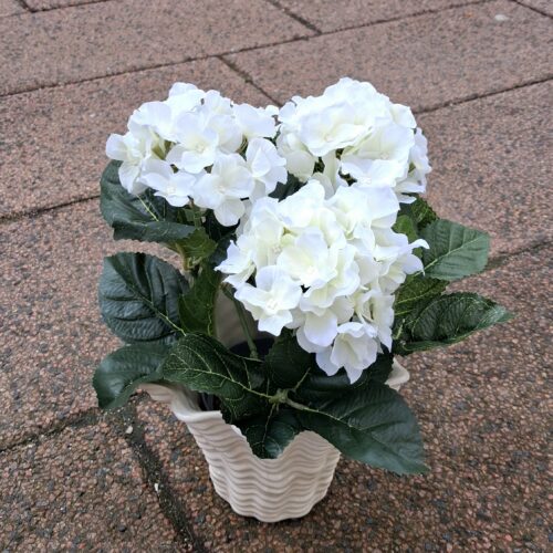 Fin hvid Hortensia i potte – virkelig dekorativ