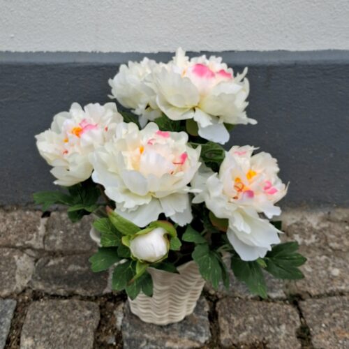 Flot hvid Pæon i potte – virkelig dekorativ