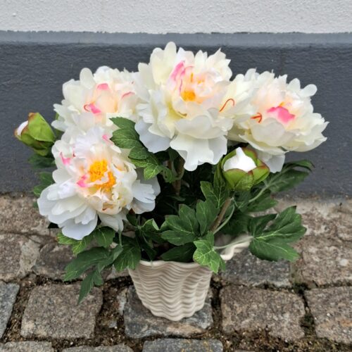 Flot hvid Pæon i potte – virkelig dekorativ