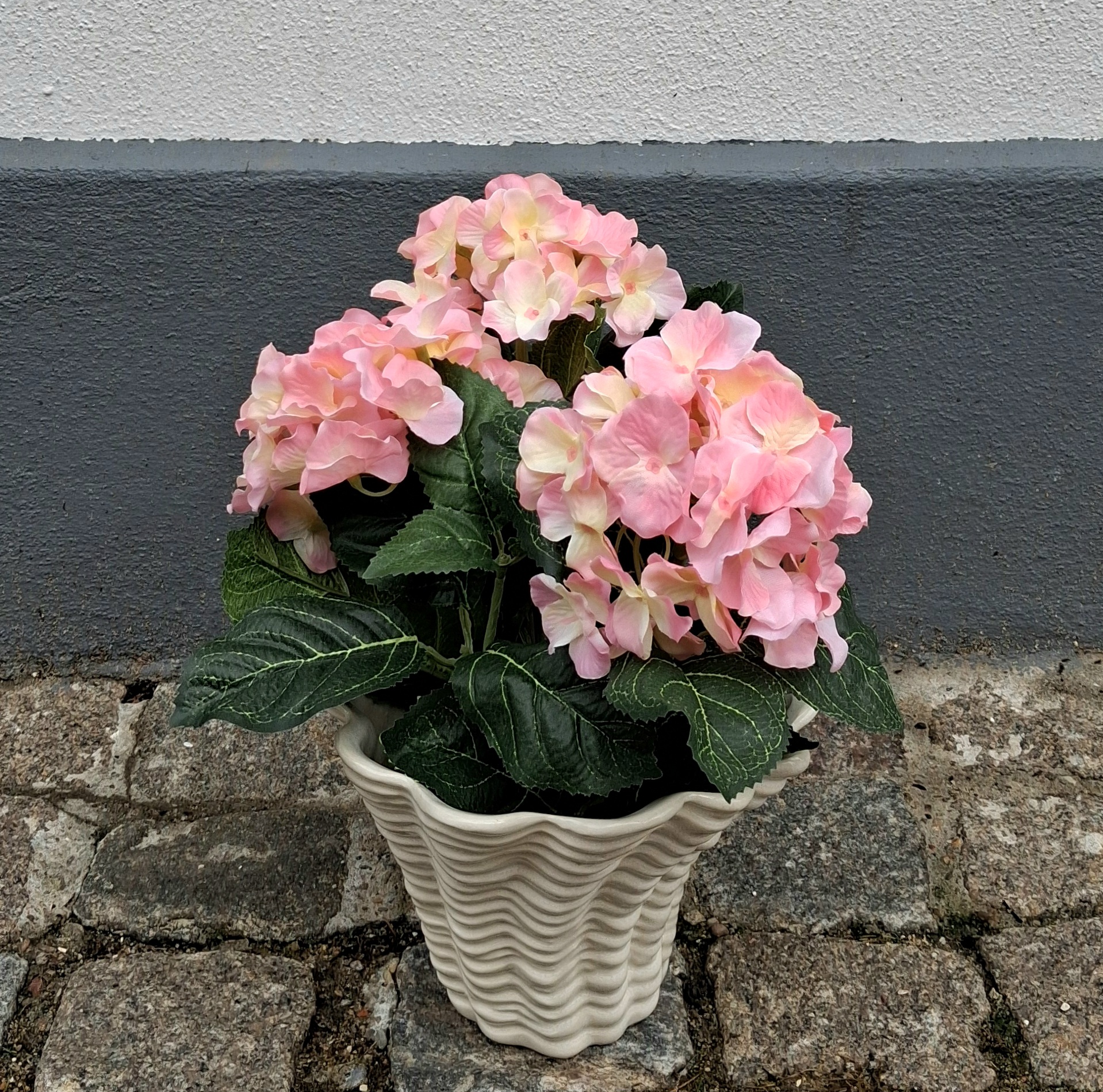 Fin rosa Hortensia i potte