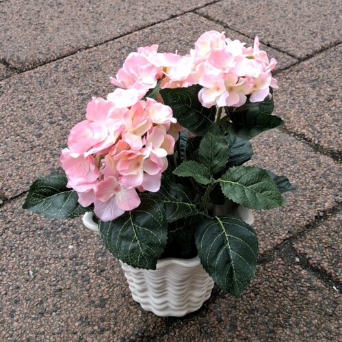 Fin rosa Hortensia i potte – virkelig dekorativ