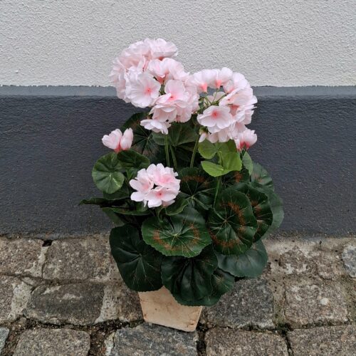 Fin lyserød Pelargonie i potte – virkelig dekorativ