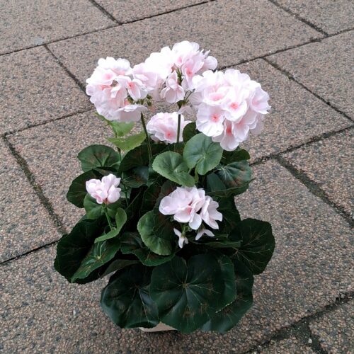 Fin lyserød Pelargonie i potte – virkelig dekorativ