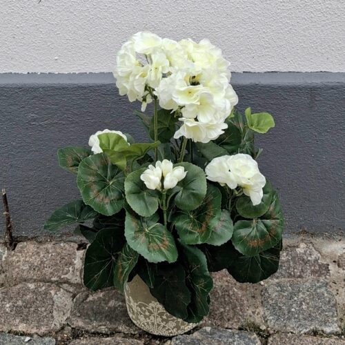 Fin hvid Pelargonie i potte – virkelig dekorativ