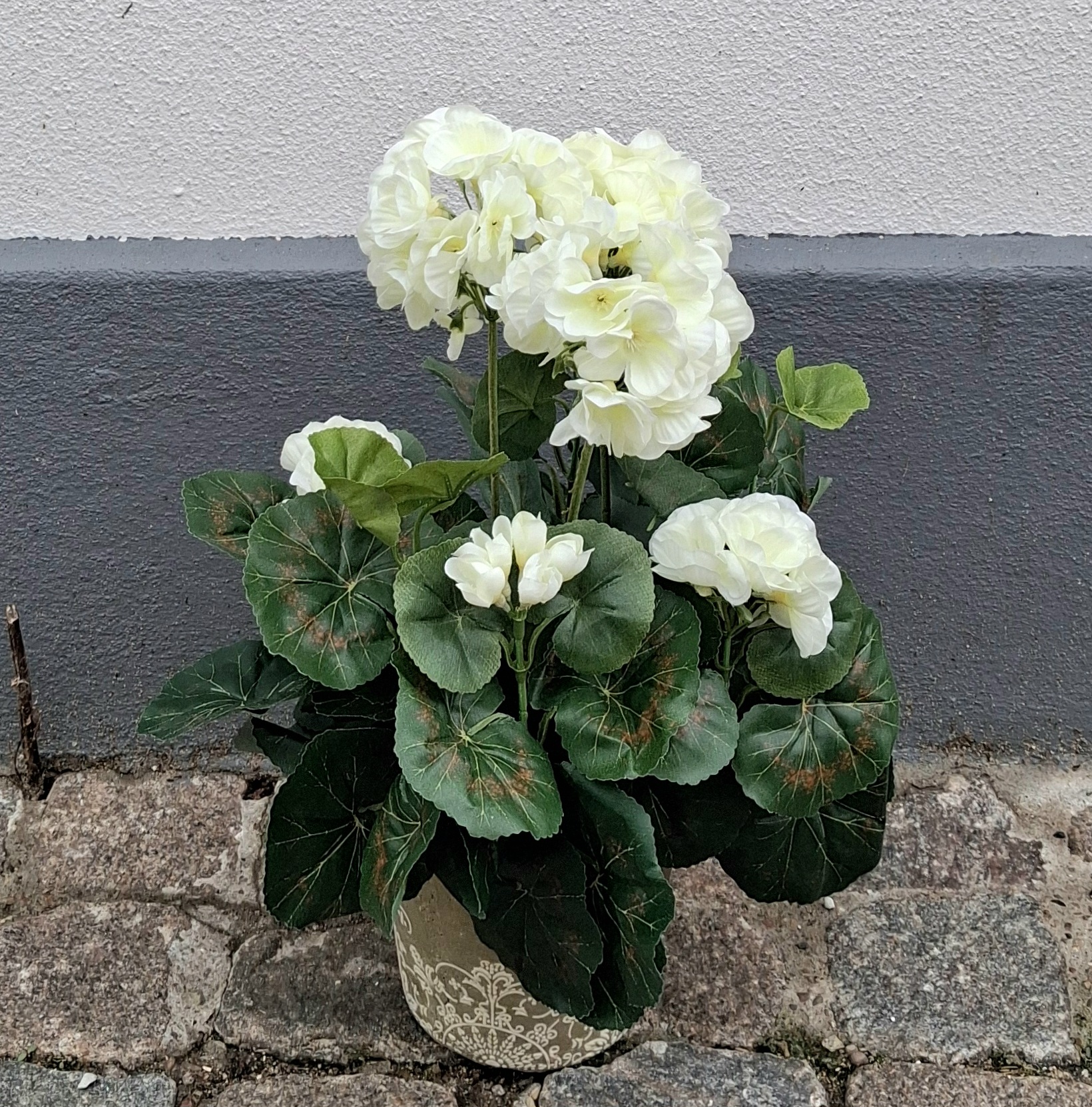 Fin hvid Pelargonie i potte