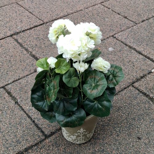 Fin hvid Pelargonie i potte – virkelig dekorativ