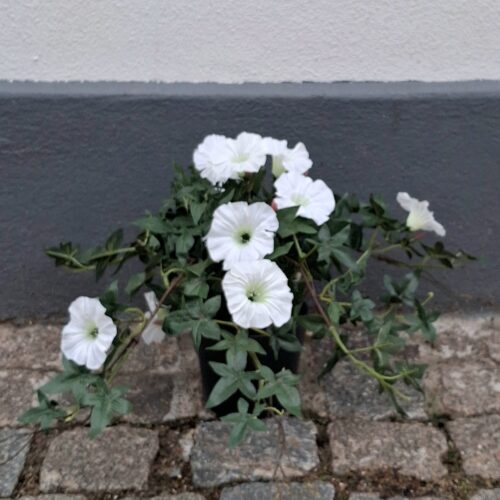Morning Glory – Ipomea hvid i potte