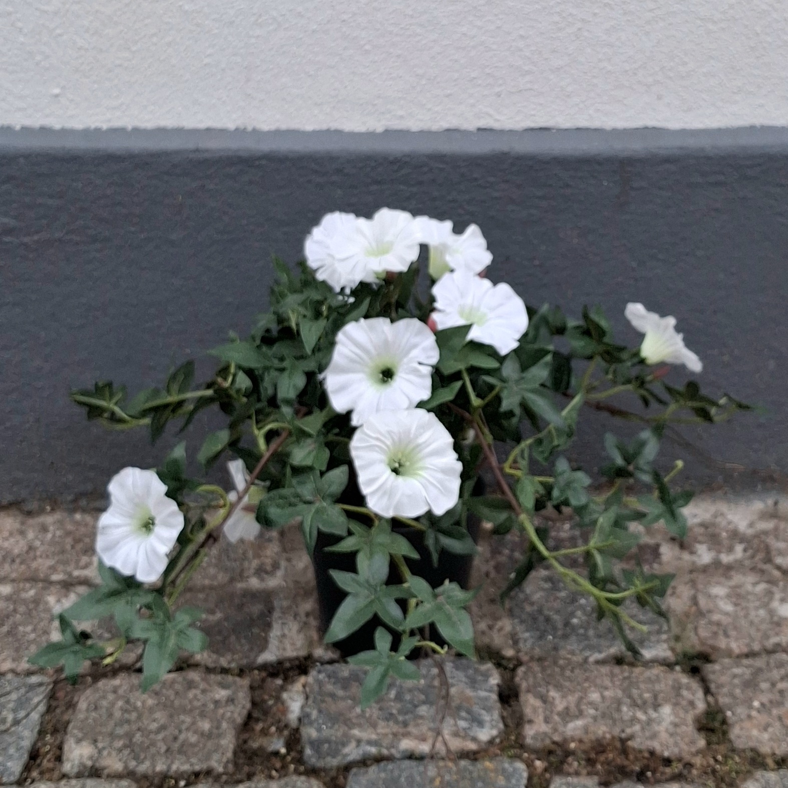 Morning Glory - Ipomea hvid i potte