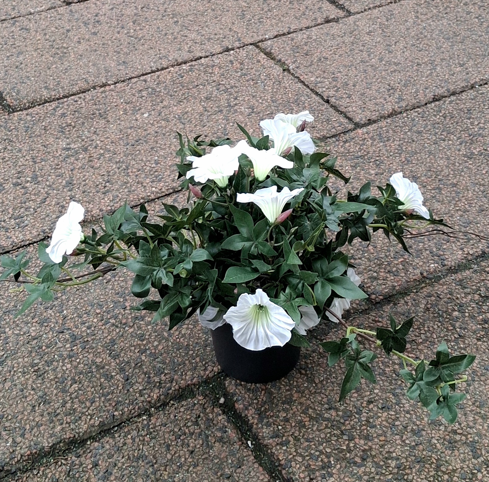 Morning Glory - Ipomea hvid i potte