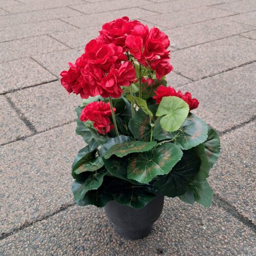 Fin rød Pelargonie i potte – virkelig dekorativ