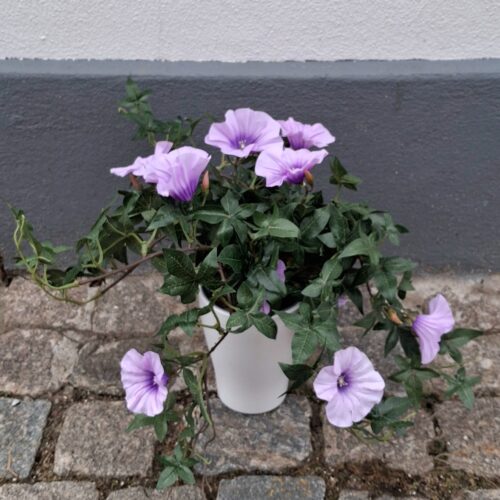 Morning Glory – Ipomea lys lilla i potte