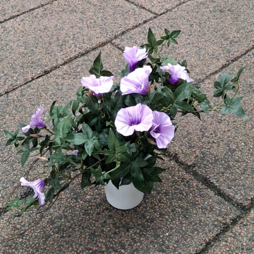 Morning Glory – Ipomea lys lilla i potte