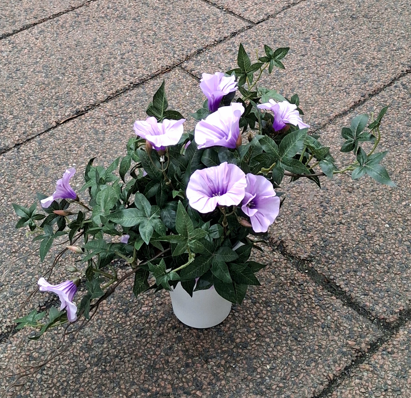 Morning Glory - Ipomea lys lilla i potte