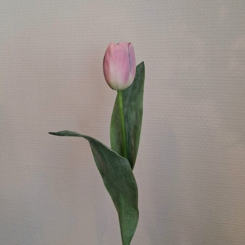 Smuk lyslilla Tulipan – fin og enkel