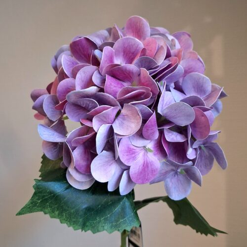 Hortensia rosa/lilla stilk – stort flot blomster hoved