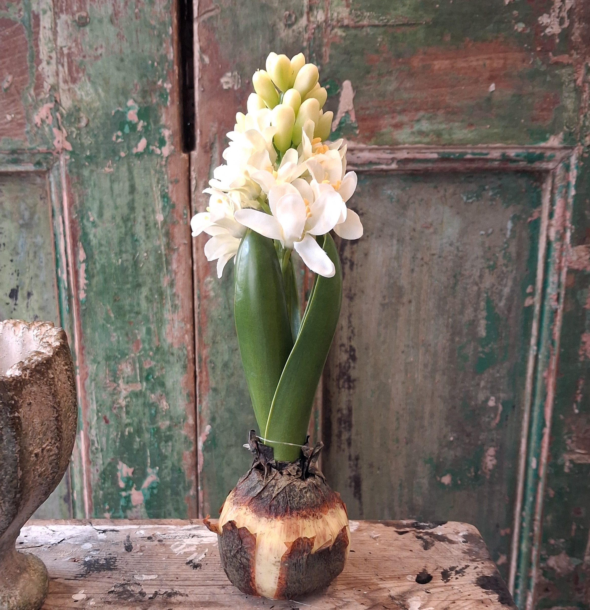 Hyacint hvid med løg flot udsprunget