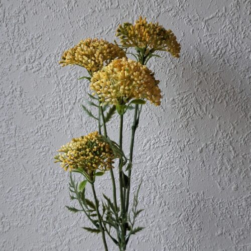 Flot gul Sankthansurt med fine stor hoveder