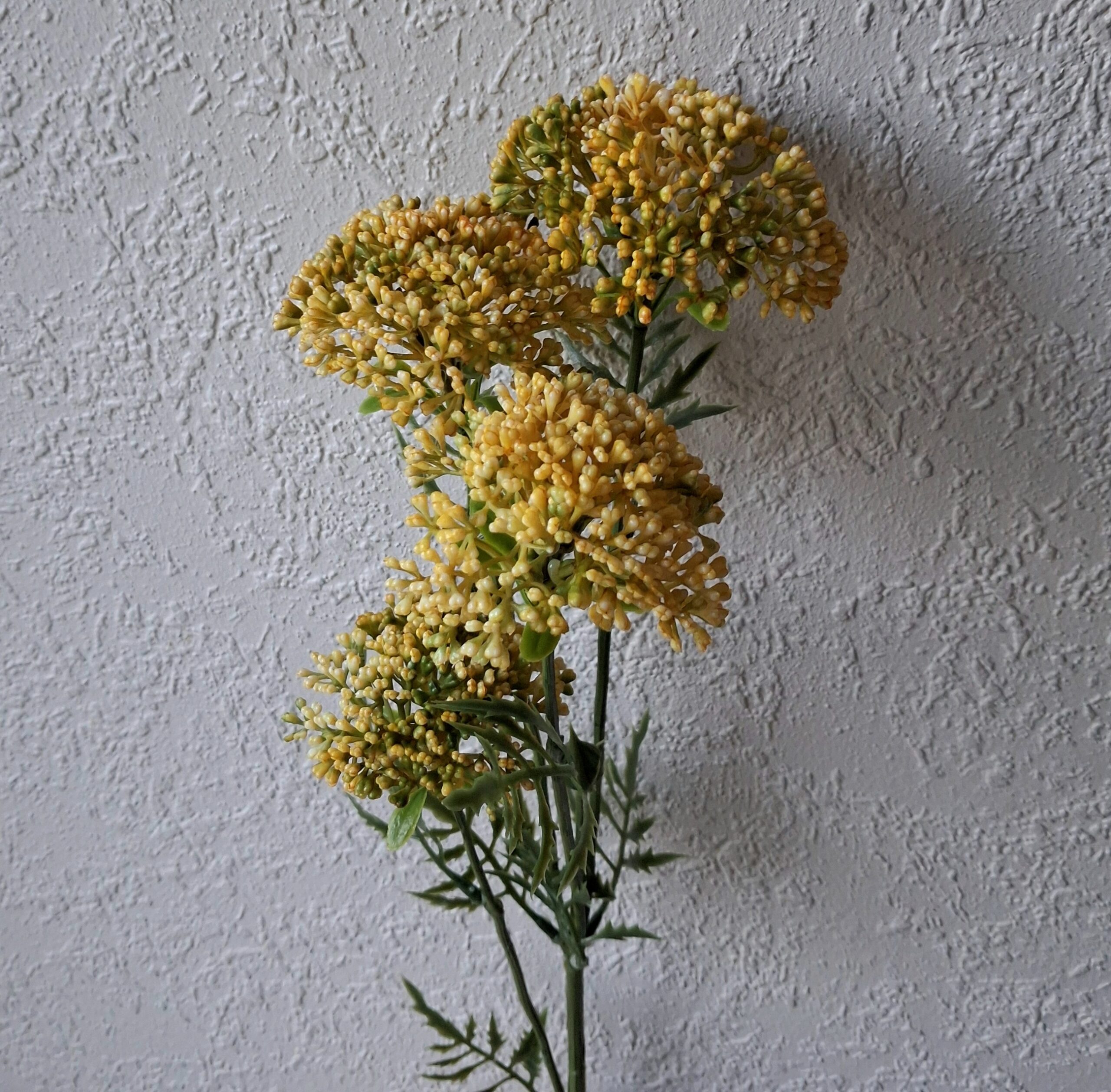 Flot gul Sankthansurt