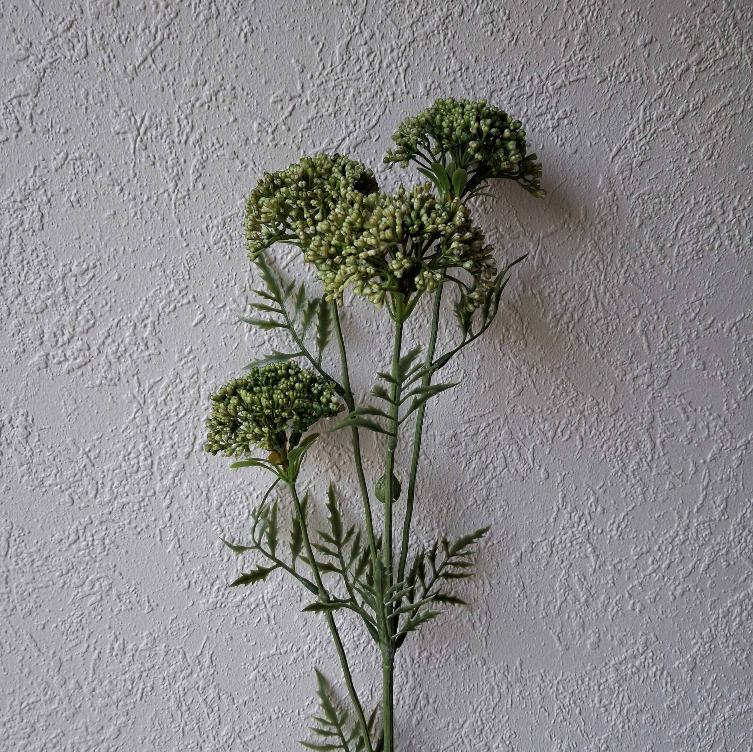 Flot grøn Sankthansurt med fine store blomster hoveder