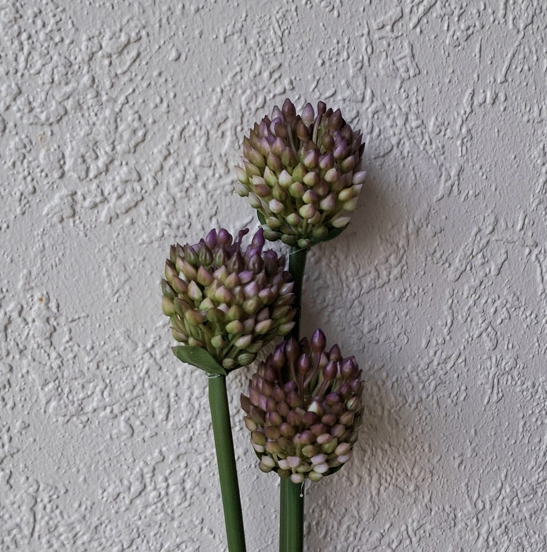 Allium knopper bundt med 3 stilke