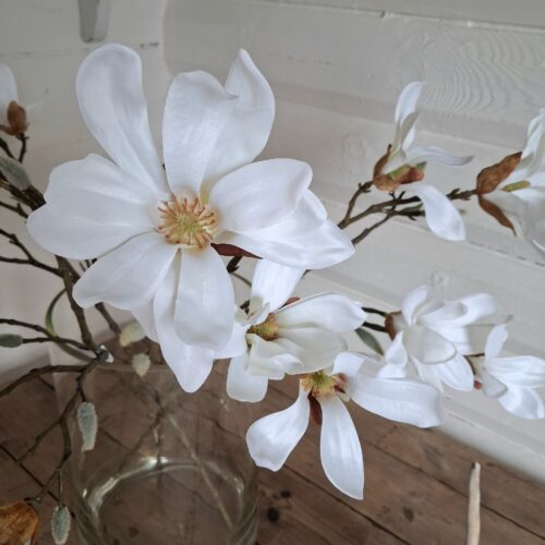 Hvid Magnolie stilk – stor smuk flergrenet