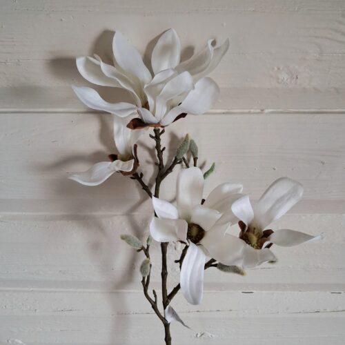 Hvid Magnolie stilk – stor smuk flergrenet