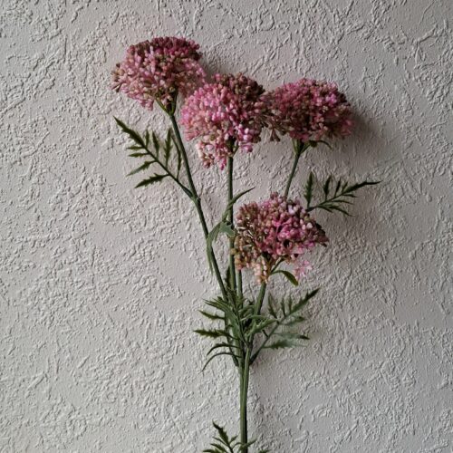 Flot rosa Sankthansurt med fine store hoveder