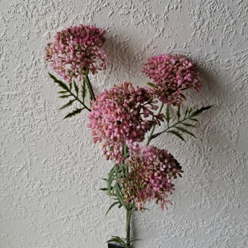 Flot rosa Sankthansurt med fine store hoveder