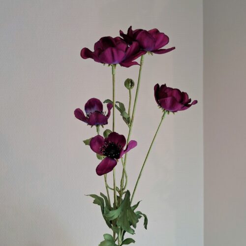 Anemone mørk lilla stor flergrenet